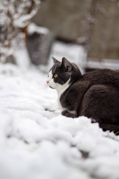 Curious cat with gray fur and white spots sitting on snowy ground and observing environment in winter day