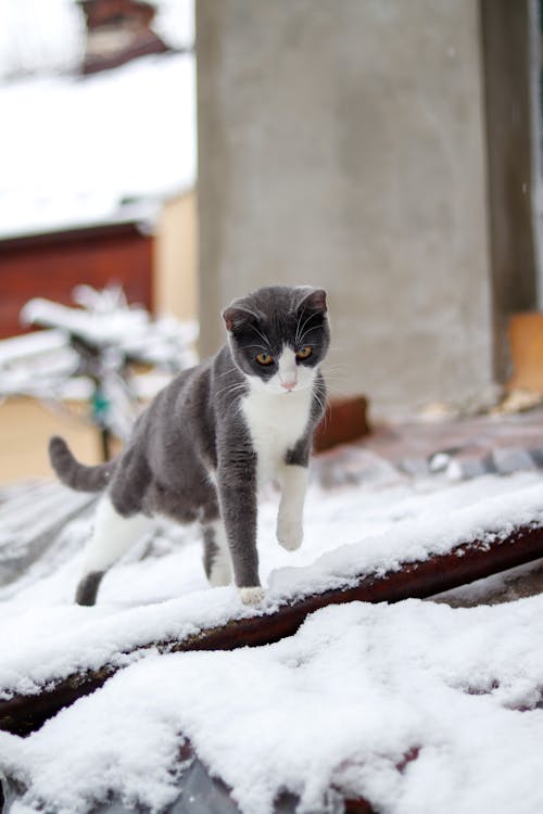 Free Curious cat with fluffy gray and white fur standing on snow on street and attentively looking down in winter time in daylight Stock Photo
