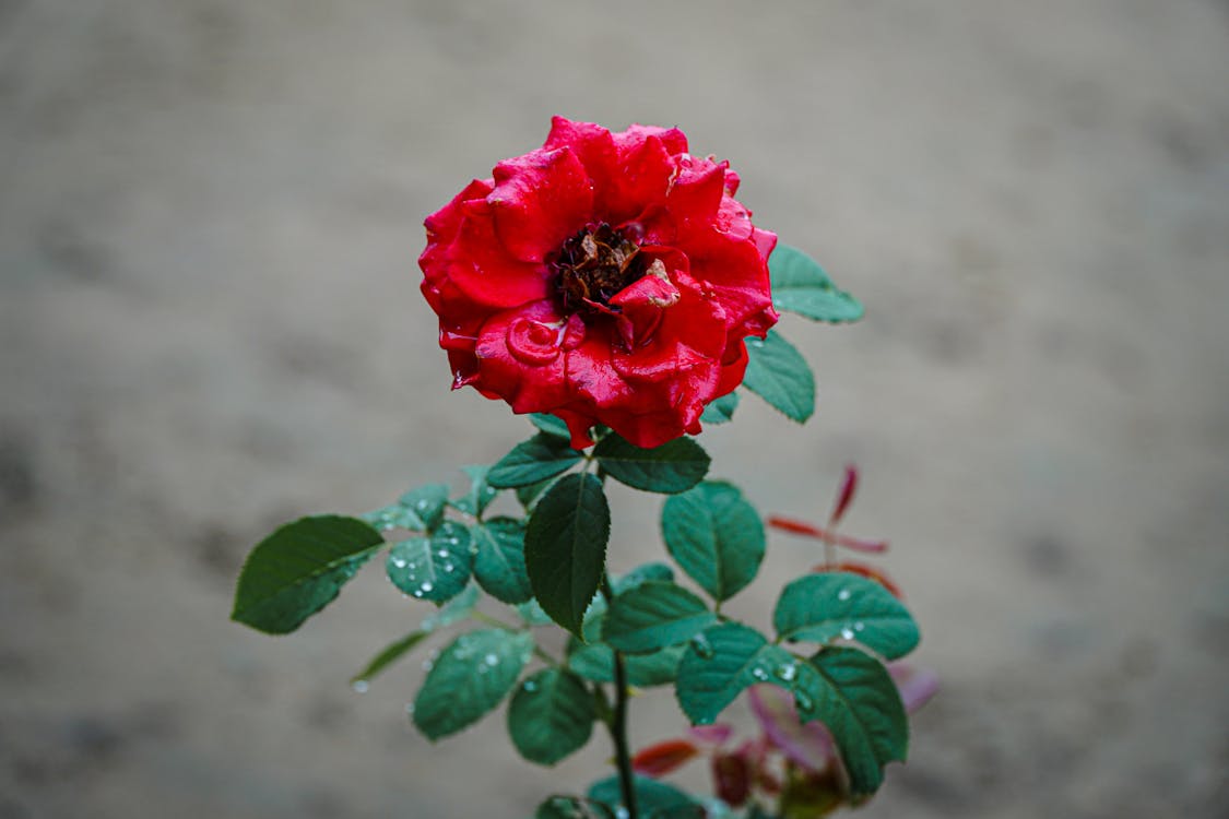 A Close-Up Shot of a Red Rose in Bloom