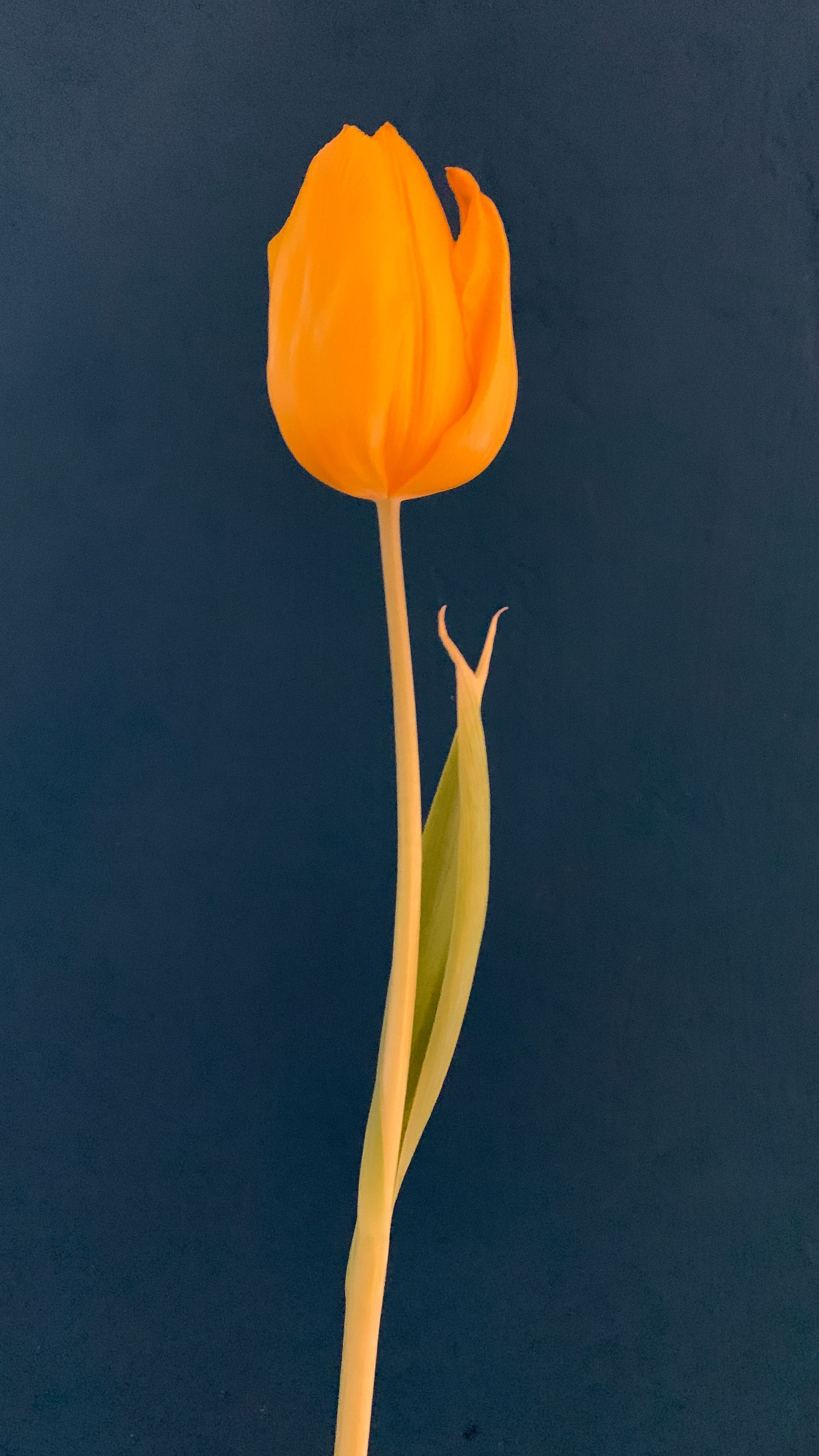 Tulips in a Vase