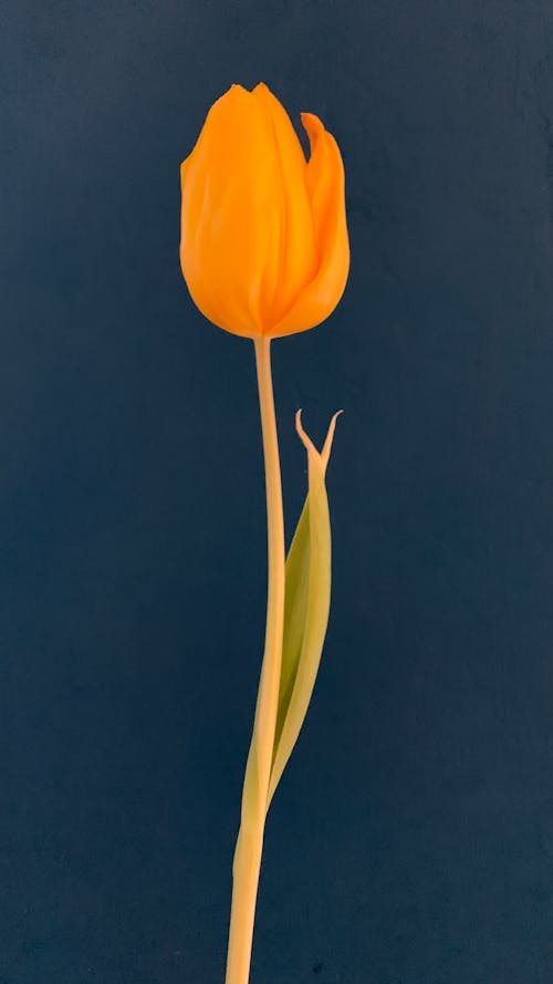 Free Orange Flower With Black Background Stock Photo