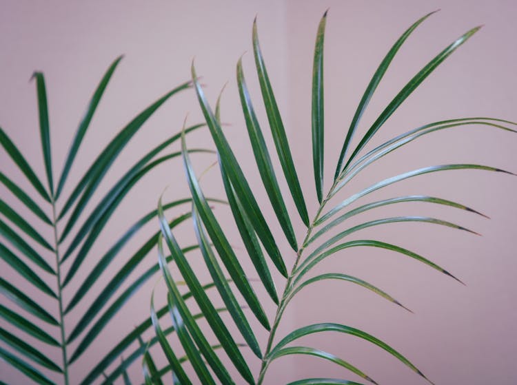 Close-up Of A Houseplant Palm Leaves 