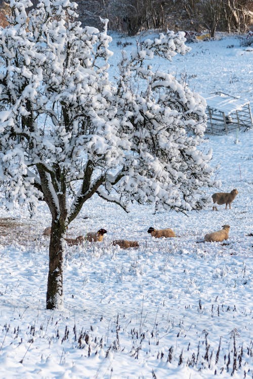Free Animals Lying on Snow Covered Ground Stock Photo