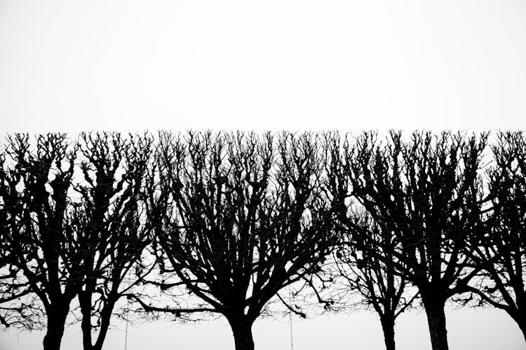 Silhouetted Leafless Trees With Trimmed Flat Tops 