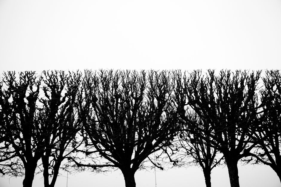 Silhouetted leafless trees with professionally trimmed flat tops — pruning trees in winter in Surrey BC