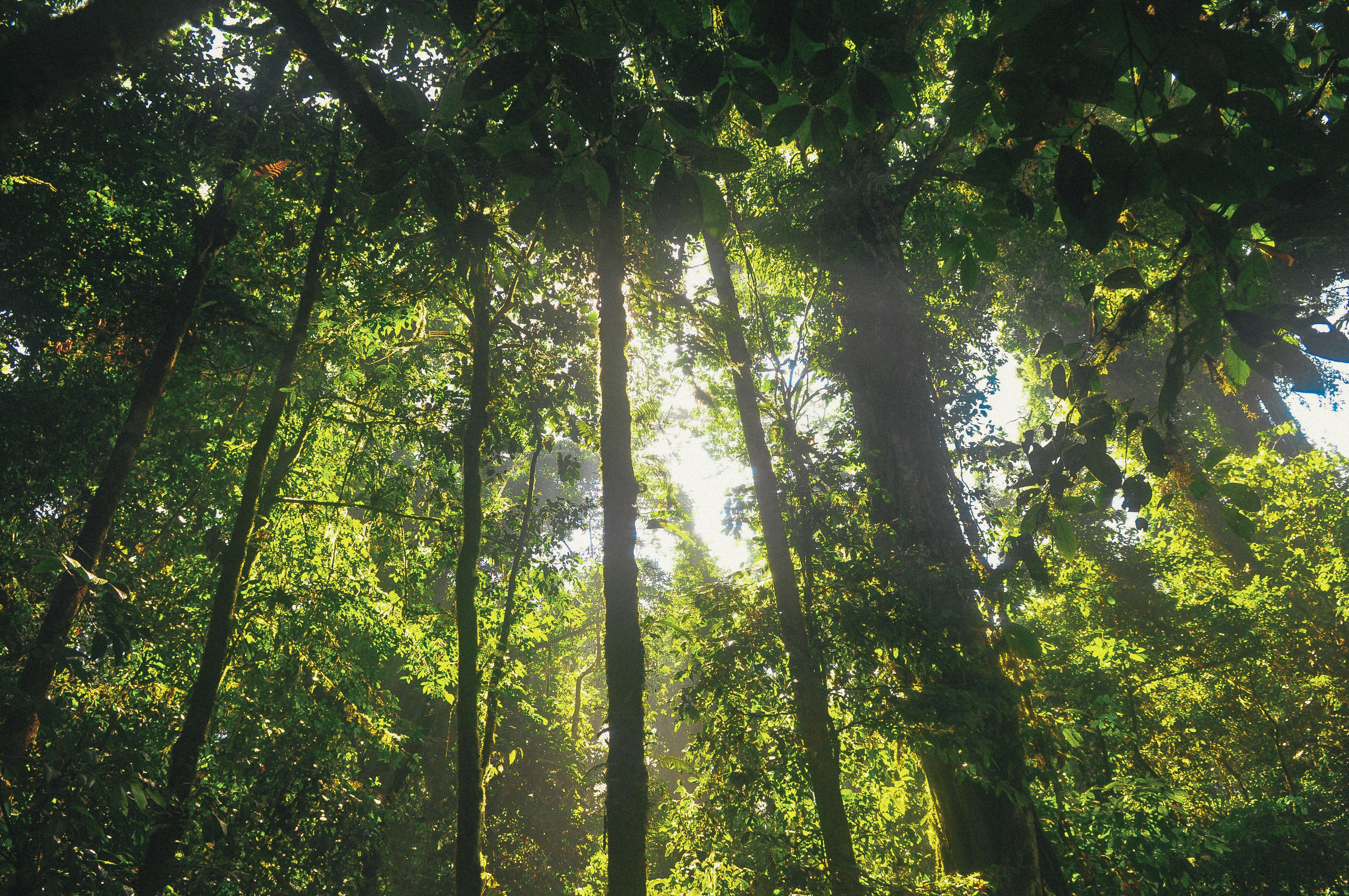 jungle free stock photo public