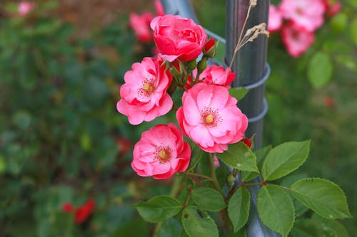 Foto stok gratis alam, berwarna merah muda, bunga-bunga