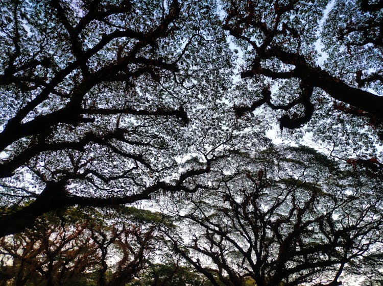 Low Angle Shot Of Tree Crowns 