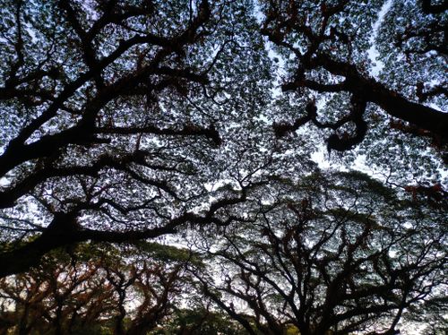 Free Silhouetted view of overlapping tree branches creating an intricate pattern against the sky. Stock Photo
