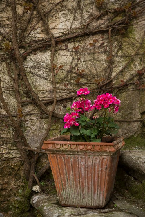 Free Beautiful pink flowers in a terracotta pot against a weathered stone wall with creeping vines. Stock Photo
