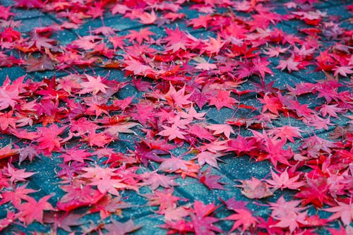 Gratis stockfoto met gedroogde bladeren, gevallen bladeren, herfst Stockfoto
