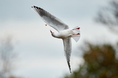 Free A close-up of a seagull gracefully soaring through the air, displaying its detailed feathers. Stock Photo