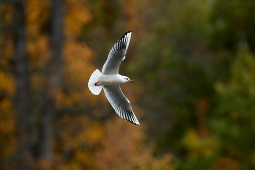 Free Elegant seagull flying past colorful autumn trees in Czechia's serene landscape. Stock Photo