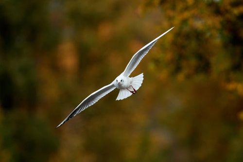 Free A white seagull soars gracefully over an autumn park, captured in flight with vibrant fall foliage in the background. Stock Photo