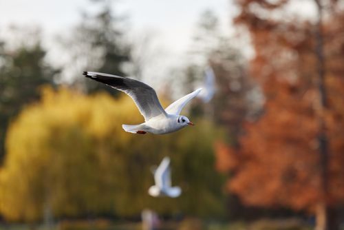 Free A seagull gracefully flies with autumn foliage in the background, showcasing nature's beauty. Stock Photo