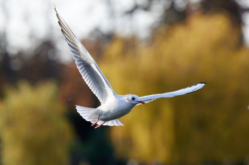Free A graceful gull captured mid-flight against a blurred autumn background, showcasing its elegant white feathers. Stock Photo