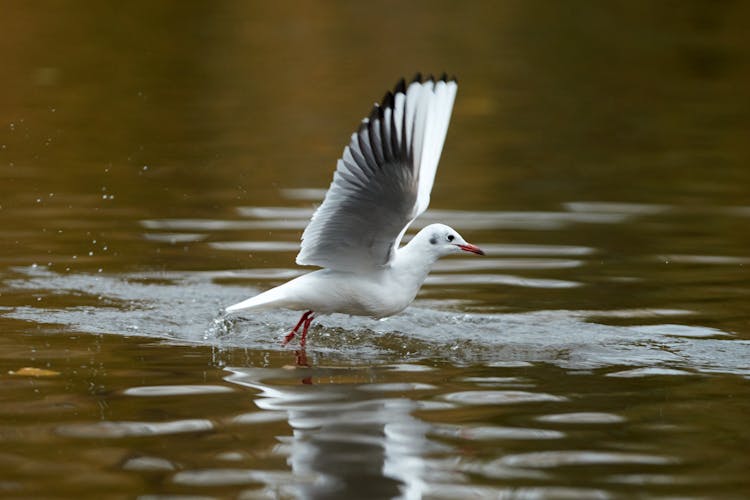 A Gull Flying Over A Lake