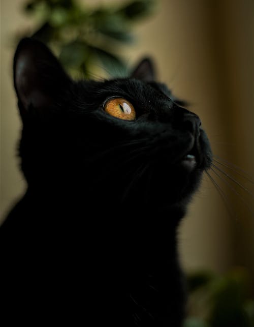 A Close Up Shot of a Black Cat