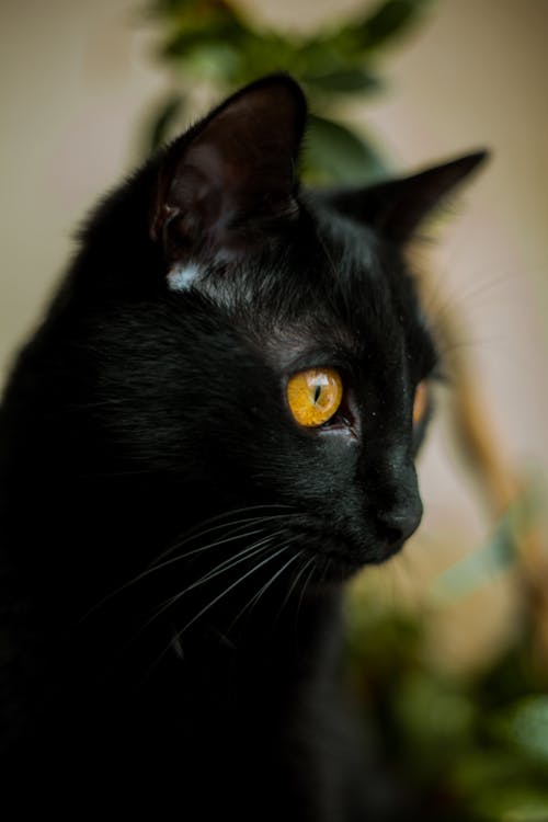 Free A Close Up Shot of a Black Cat Stock Photo