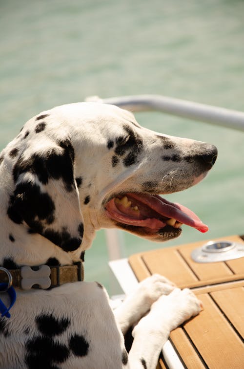 Free A Close-Up Shot of a Dalmatian Dog  Stock Photo