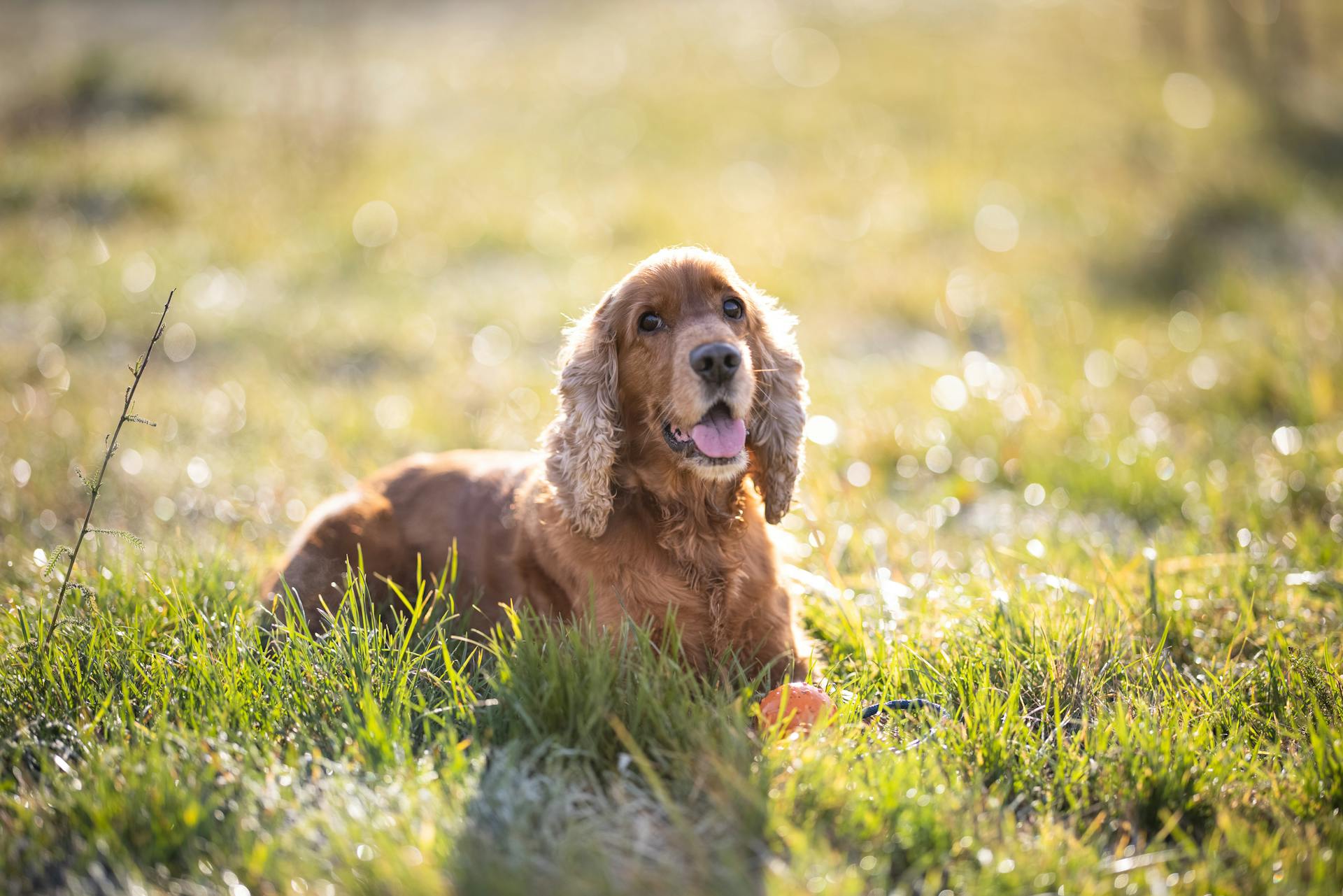 Un cocker spaniel assis dans l'herbe