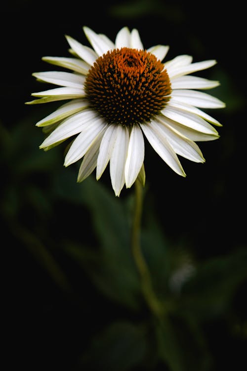 бесплатная Бесплатное стоковое фото с белый цветок, вертикальный выстрел, весенний цветок Стоковое фото