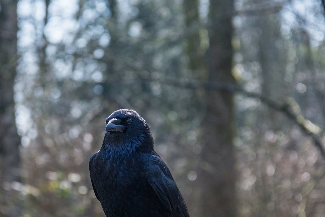 Black Bird Surrounded by Trees during Daytime