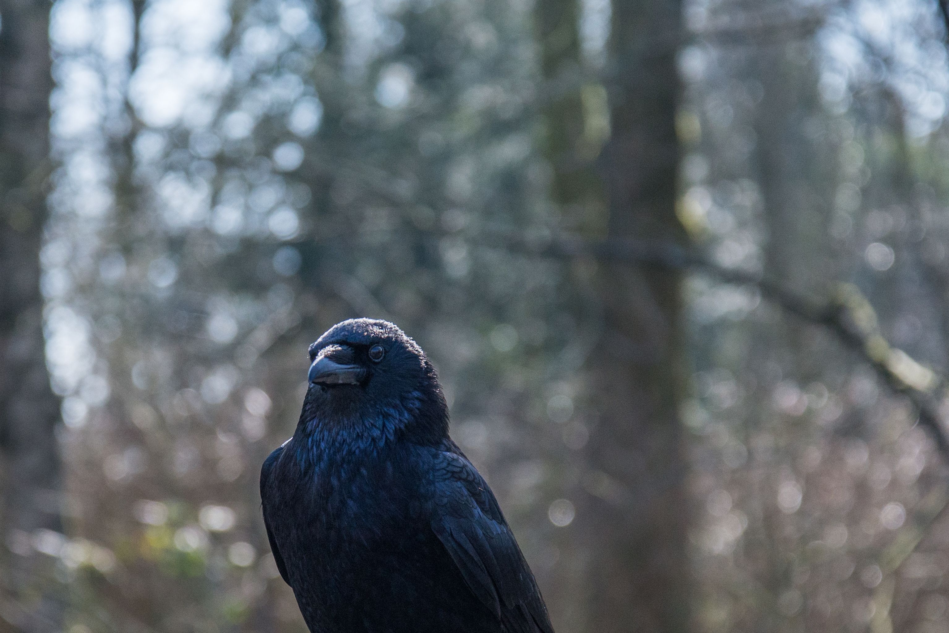 Black Bird Surrounded By Trees During Daytime Free Stock Photo black-bird-surrounded-by-trees-during-daytime-free-stock-photo