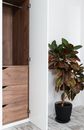 Exotic fresh Codiaeum variegatum plant in pot placed on laminate floor near wooden wardrobe with white doors