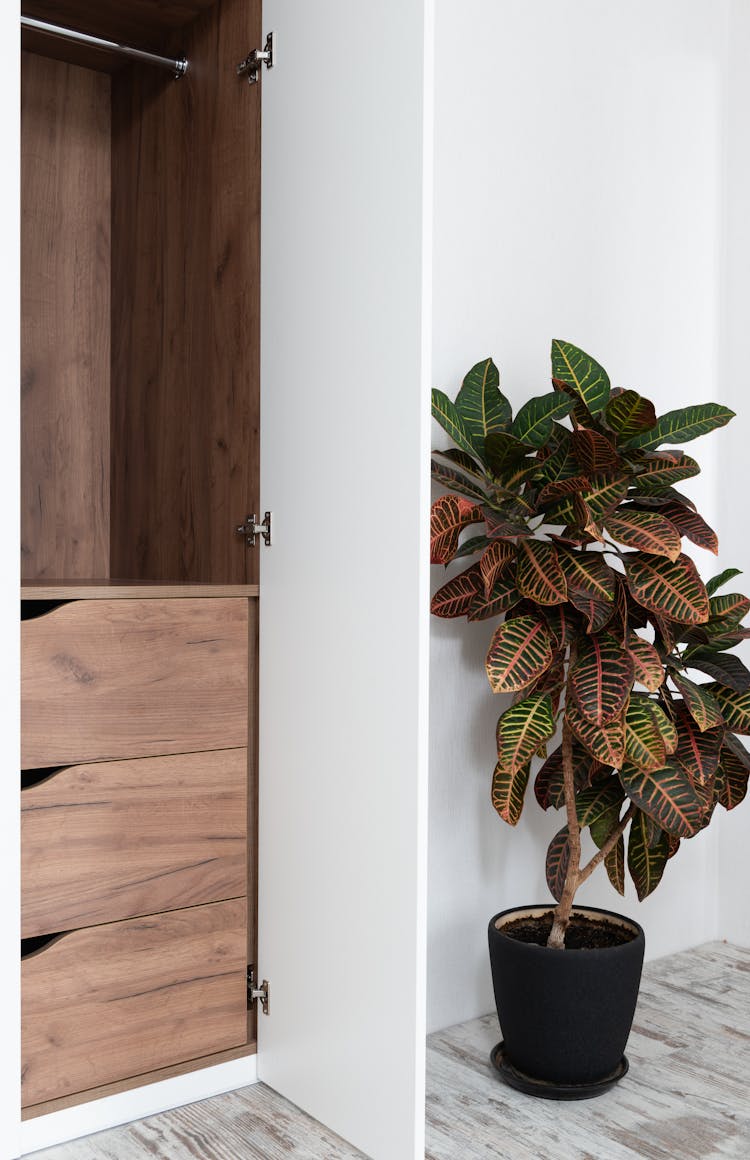 Potted Fire Croton Houseplant Placed Near Closet