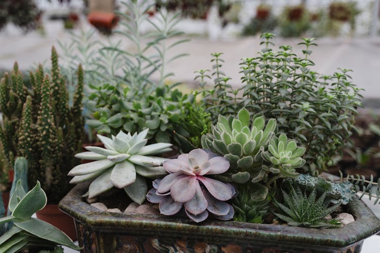 A Close-Up Shot Of Potted Succulent Plants