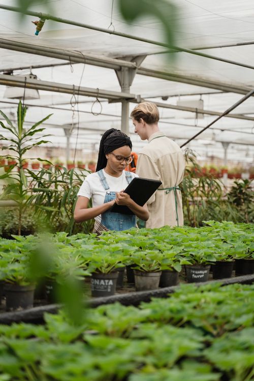 Free Two horticulturists examining plants in a sunny greenhouse. Stock Photo