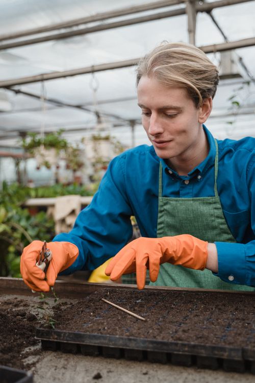 Free A male gardener wearing gloves and an apron is planting seedlings in an indoor greenhouse. Stock Photo