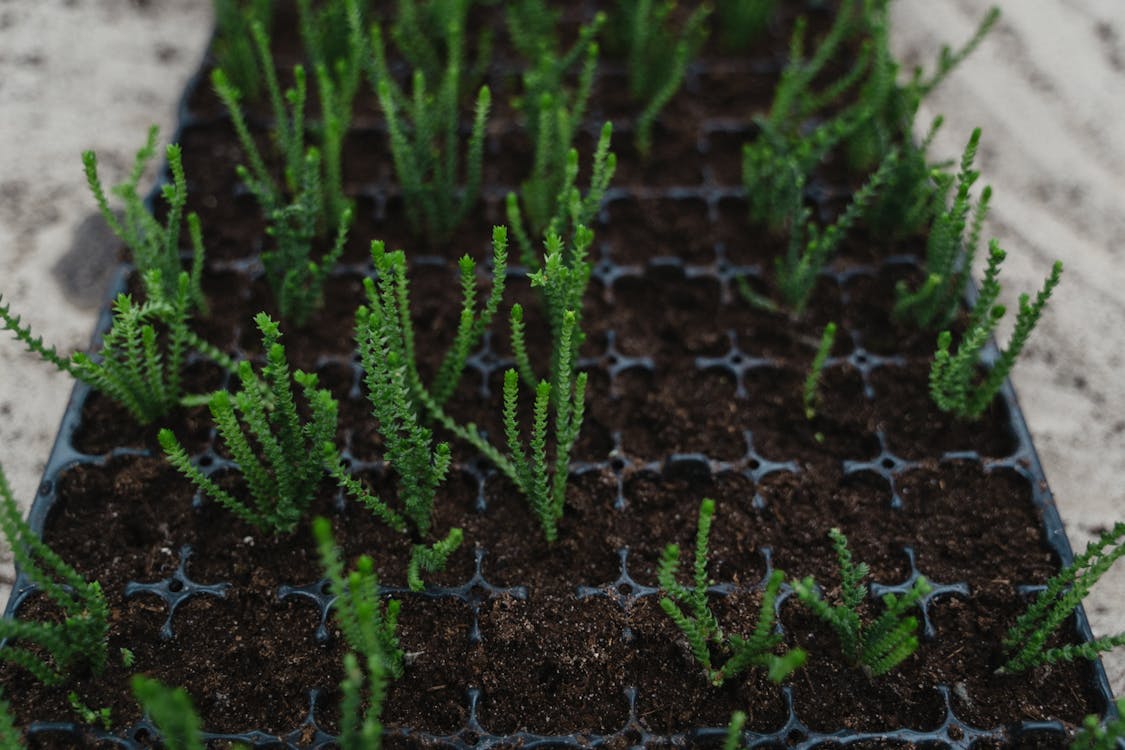 Crassula Muscosa Seedlings