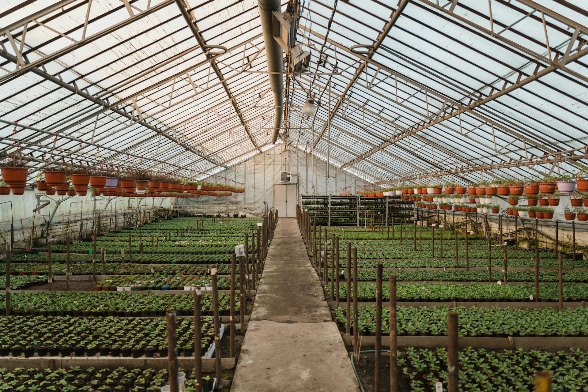 Interior view of a large greenhouse filled with potted plants and seedlings under a glass roof.