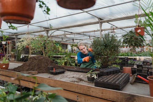 Man Trimming The Leaves Of A Plant