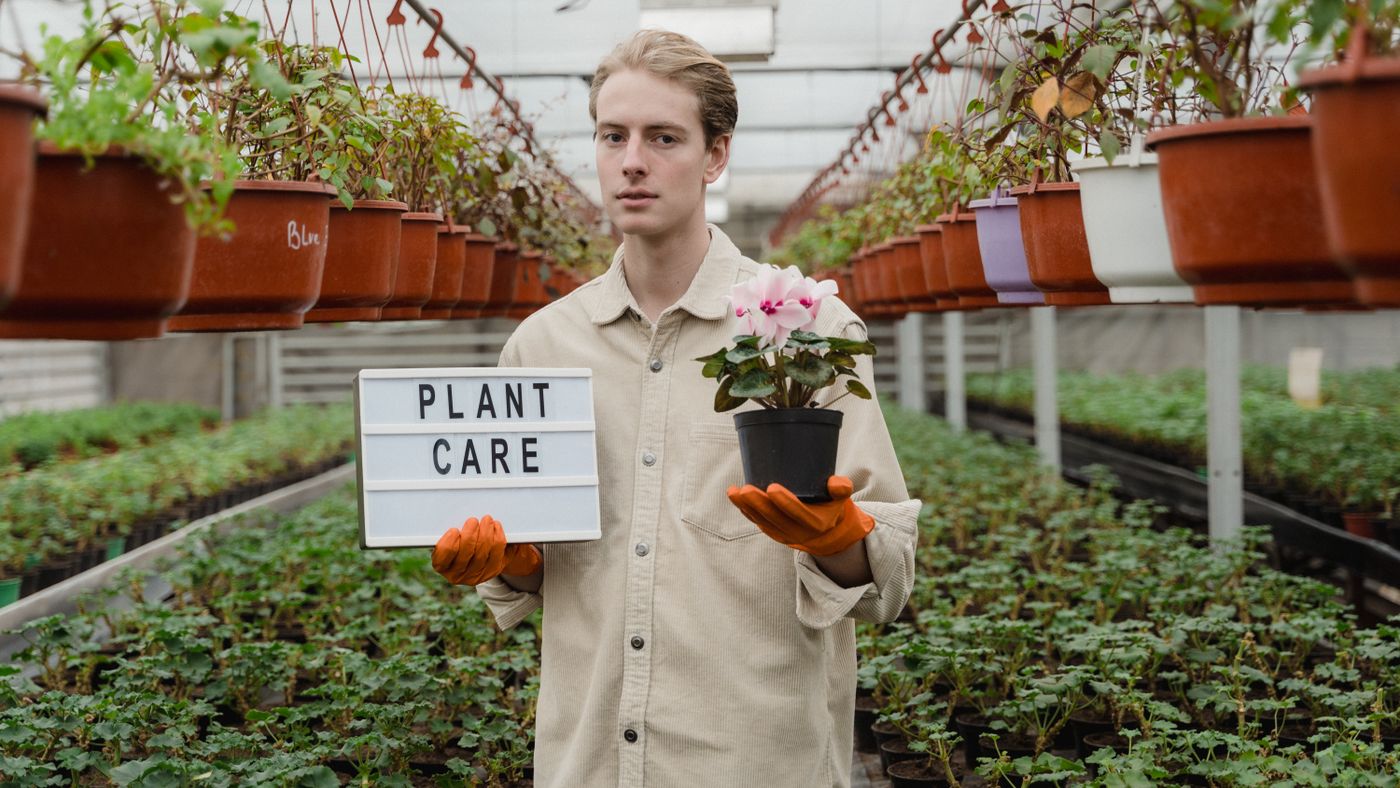 Indoor Plant Care Beyond Watering and Light