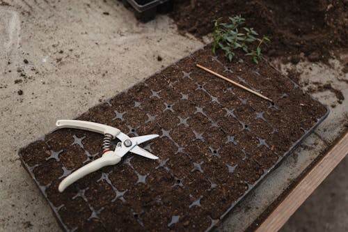 Pruner on Top of a Seedling Tray 