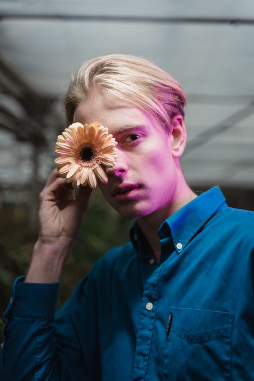 Free A man in a blue shirt poses in a greenhouse, holding a gerbera flower to his eye. Stock Photo