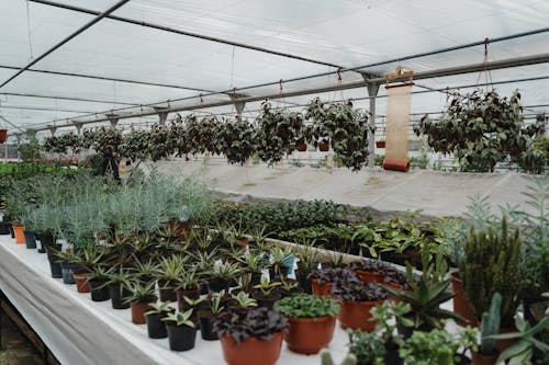 Variety of Plants inside a Greenhouse