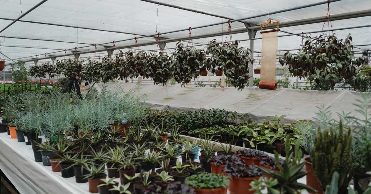 Pimprenelle : Guide culture plante