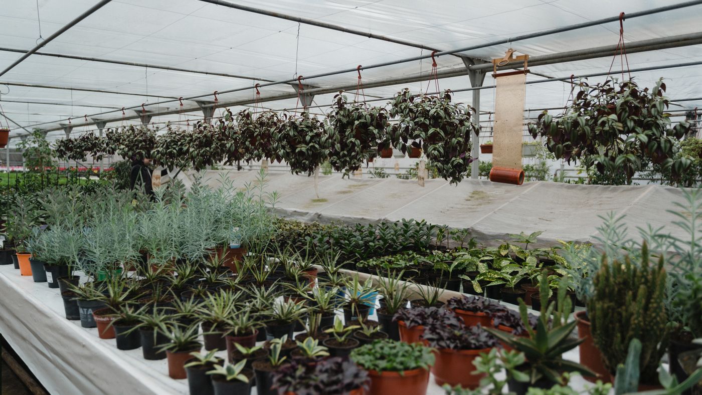Which Grow Light Wins for Summer Seedlings?