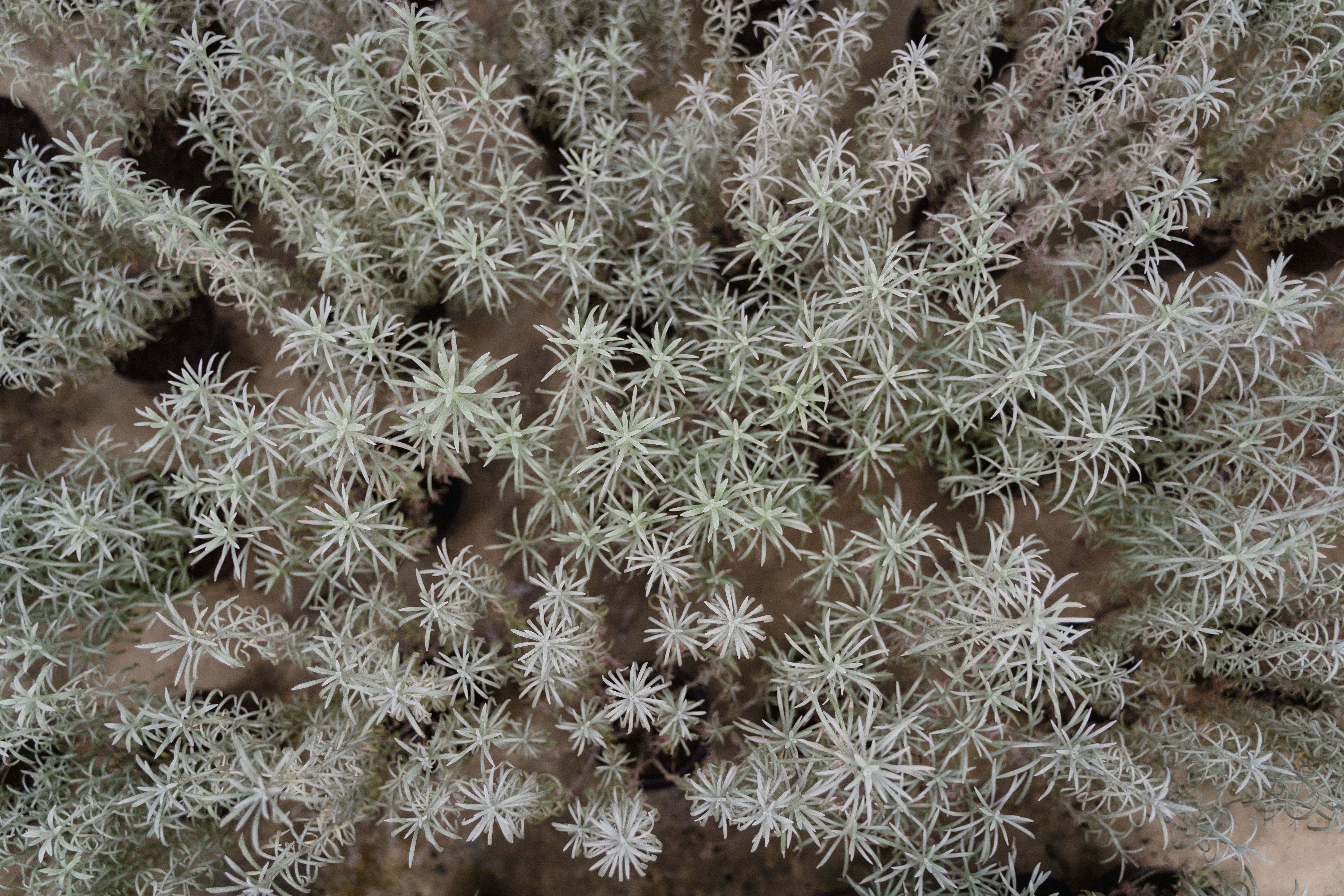 Plastomas revelam novas relações evolutivas entre espécies de Salsola na China