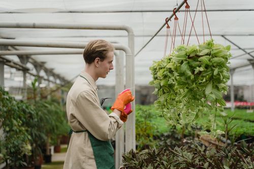 Free A gardener in a greenhouse carefully sprays hanging plants with water. Stock Photo