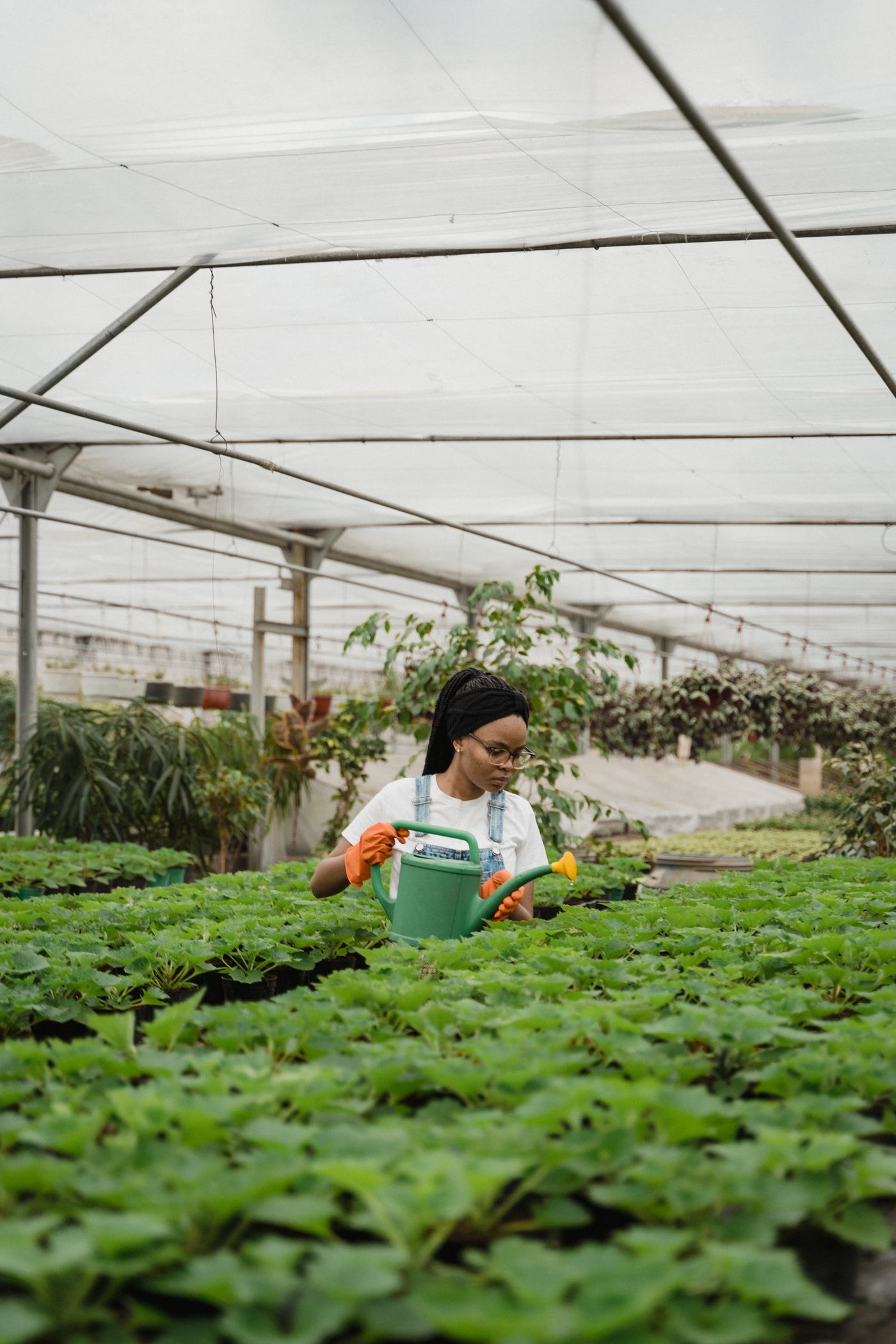 A woman watering plants in a greenhouse