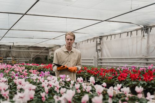 Free A young gardener tending cyclamen flowers in a greenhouse using a digital tablet. Stock Photo