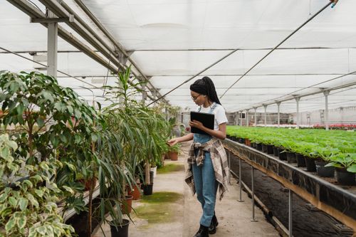 Free Black woman inspecting plants in a greenhouse, focusing on plant care and growth. Stock Photo