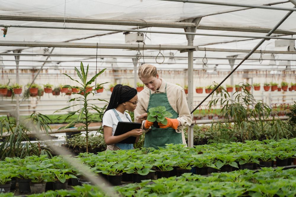 Agricultural specialists examining plants as part of a crop assessment