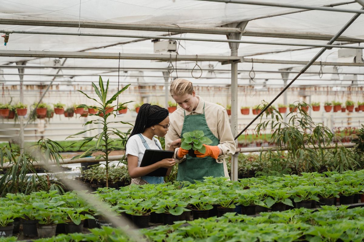 Horticulturists inspecting the condition and growth of plants