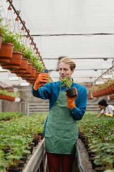 A horticulturist takes a photo of plants in a greenhouse using a smartphone.